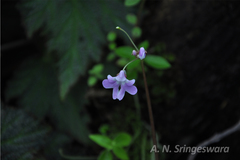 Impatiens pseudo-acaulis